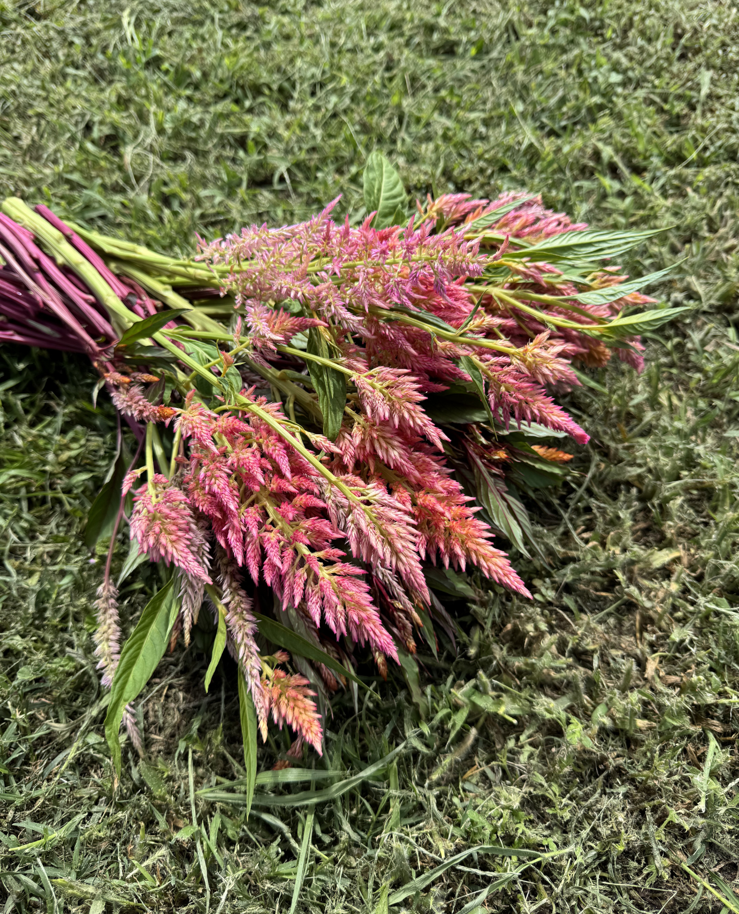 Floret Celosia (Rose Gold, Spun Sugar)
