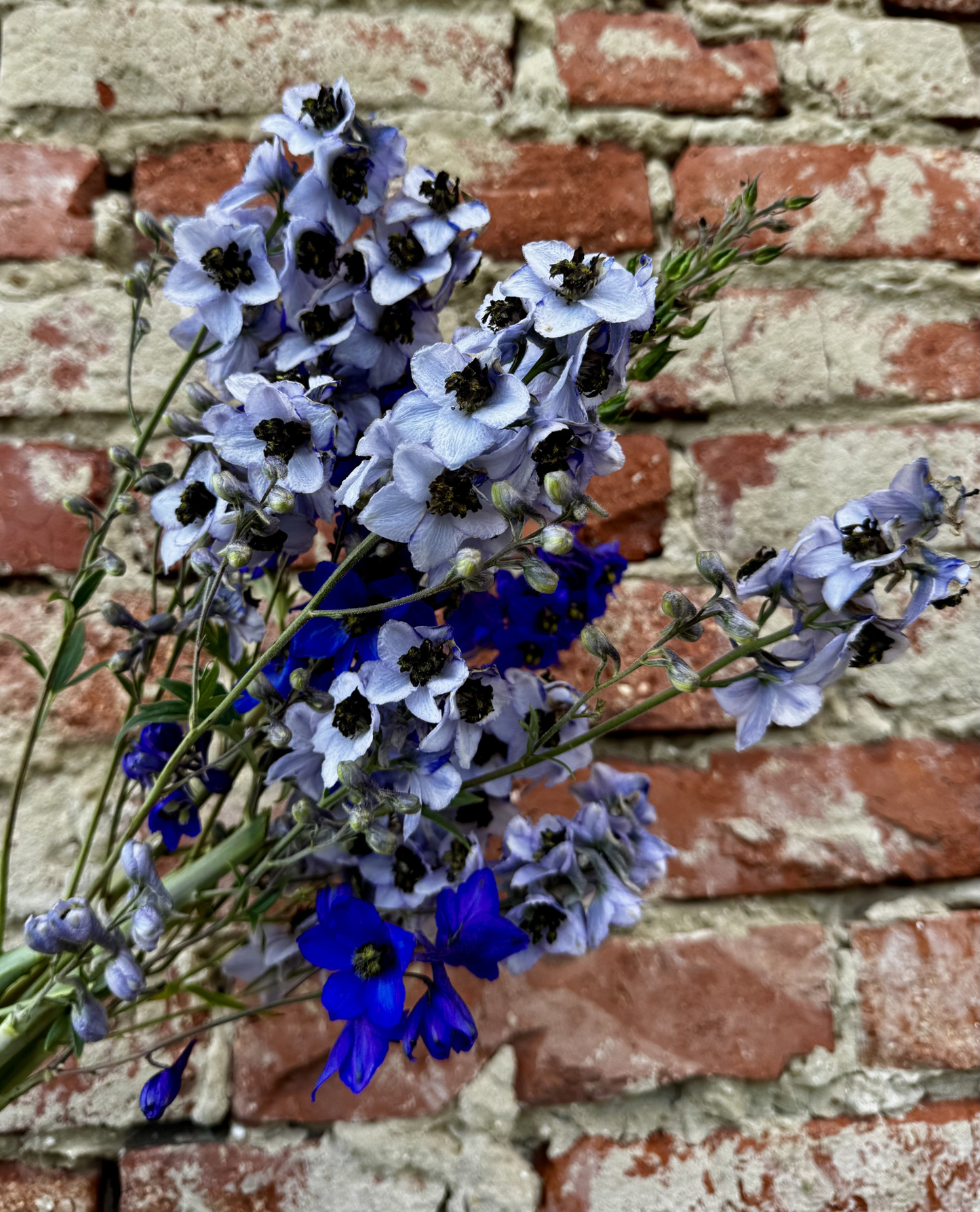 Delphinium