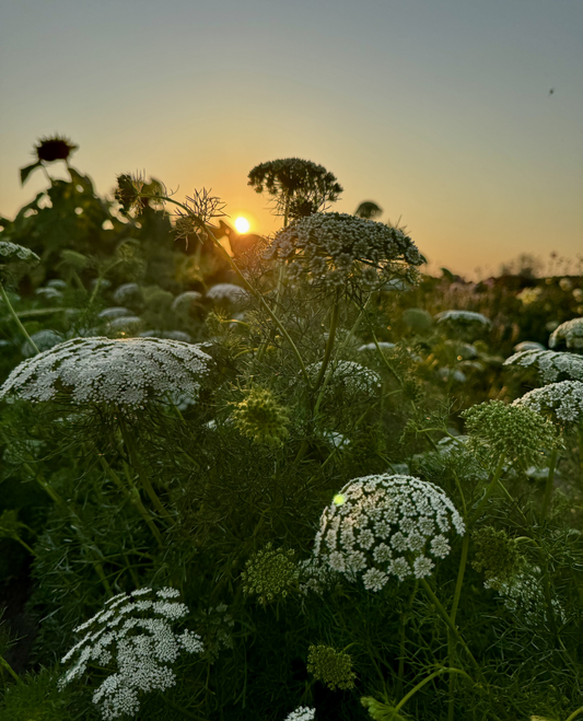Ammi majus