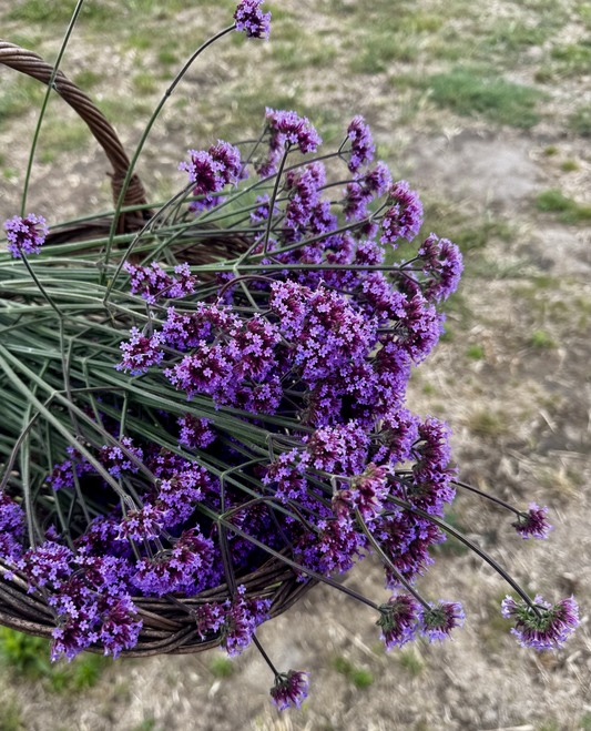 Ernyős verbéna