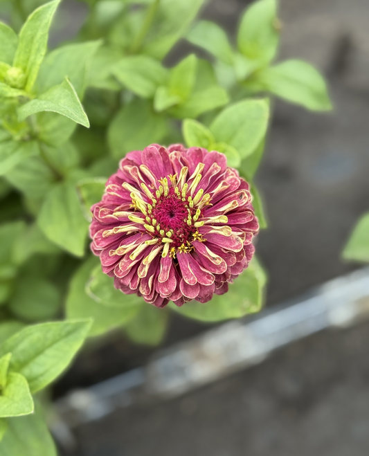 Zinnia