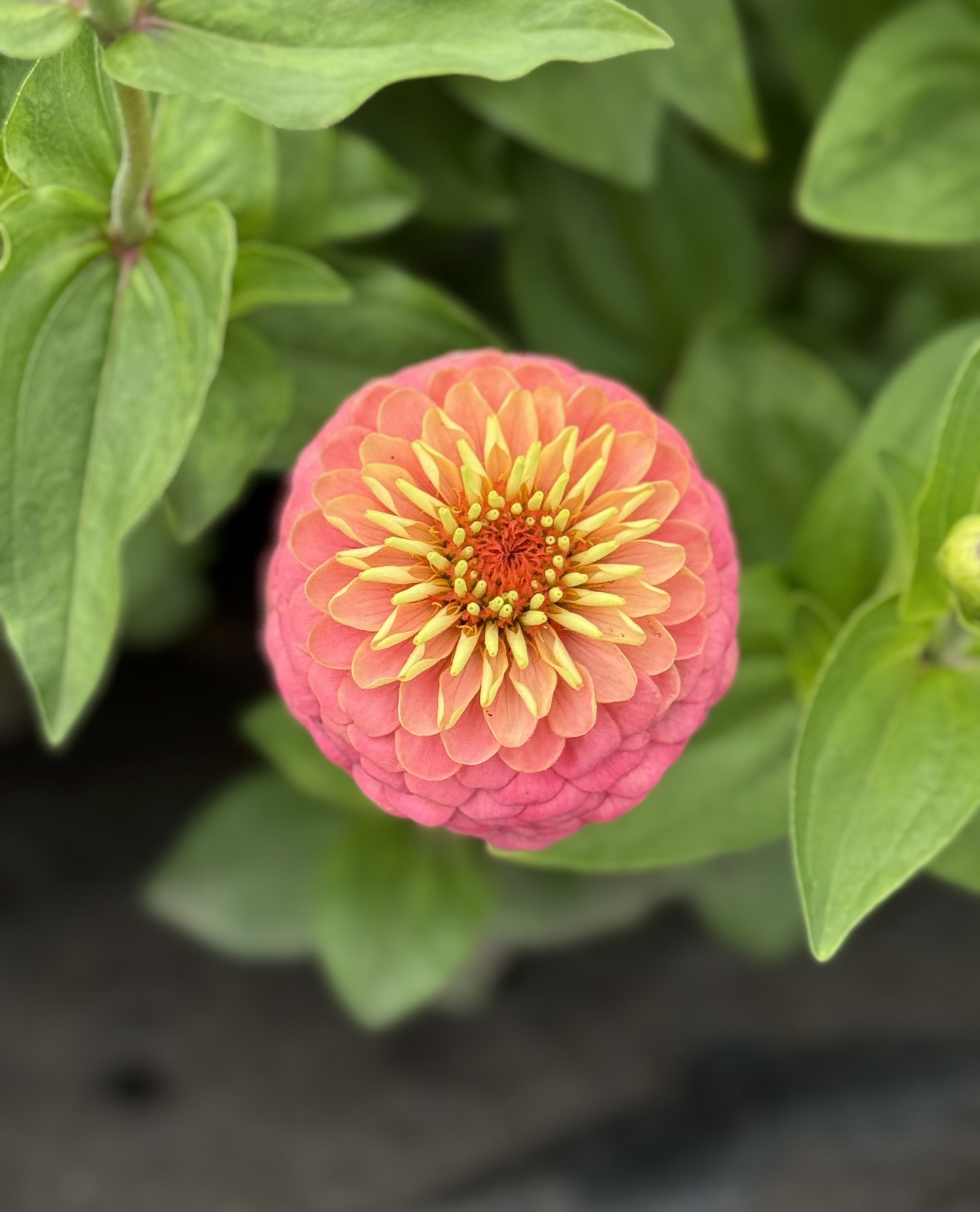 Zinnia