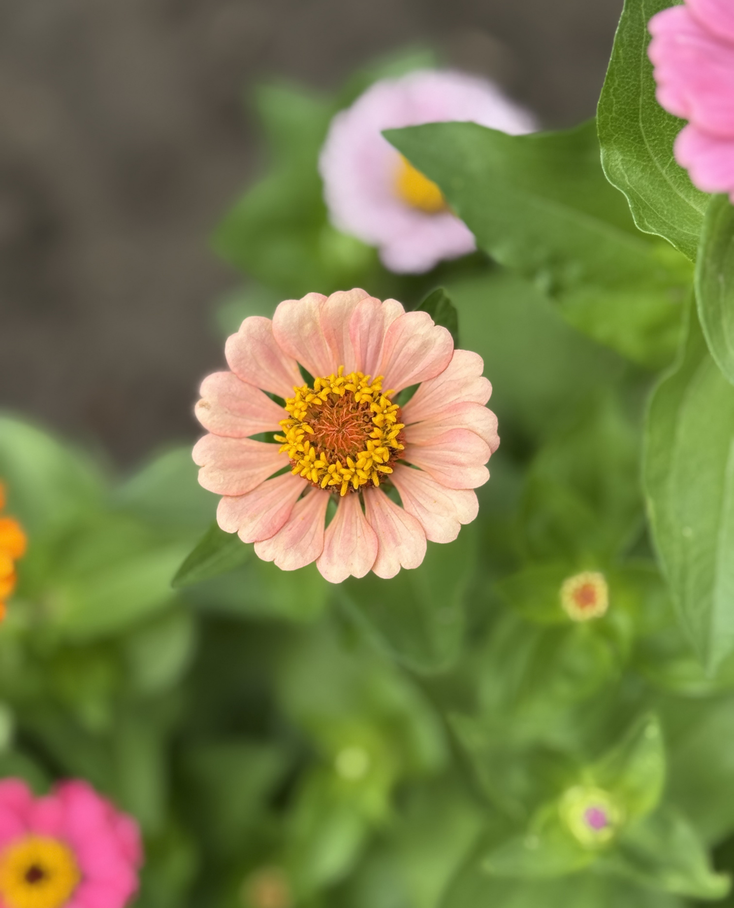 Zinnia