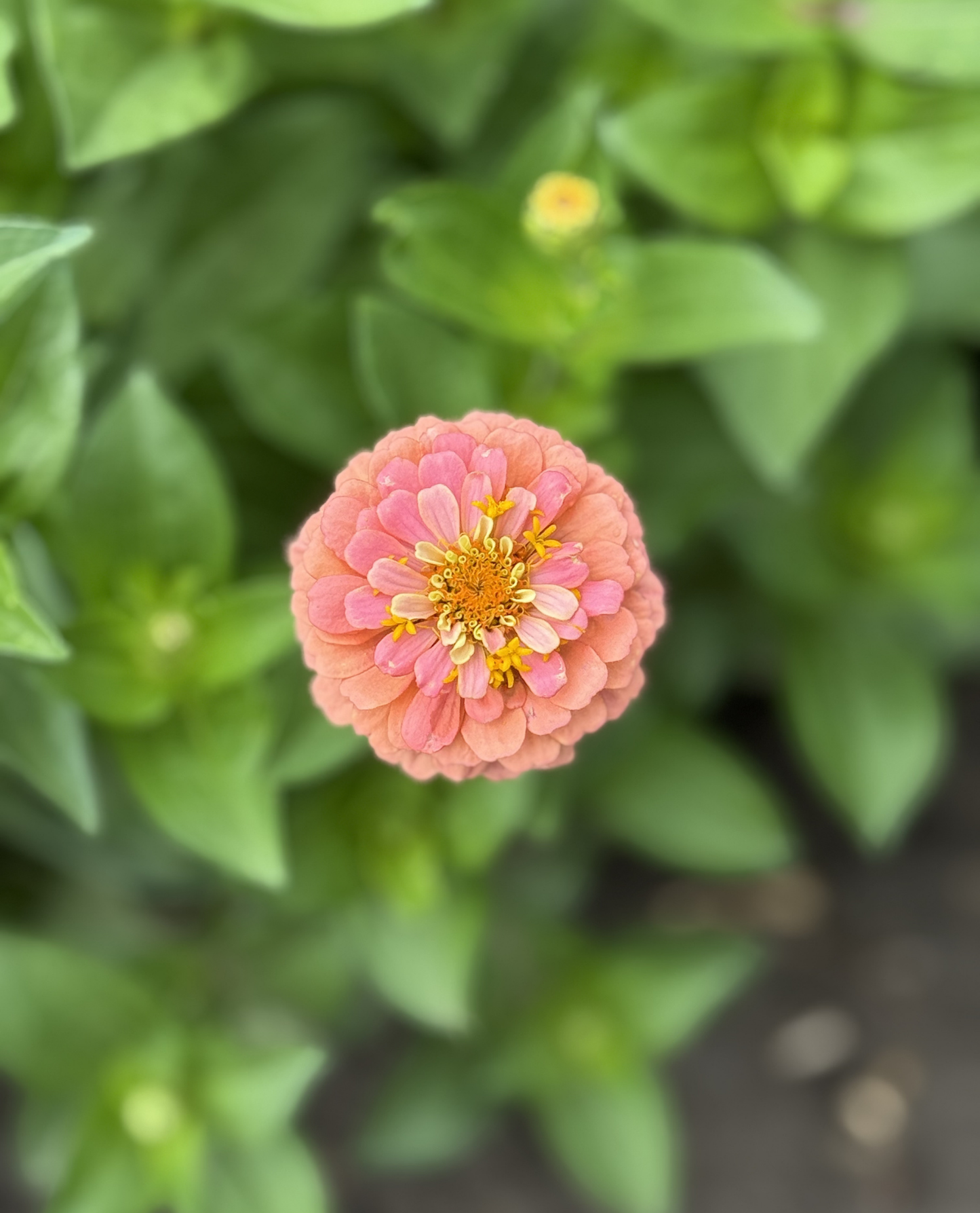 Zinnia