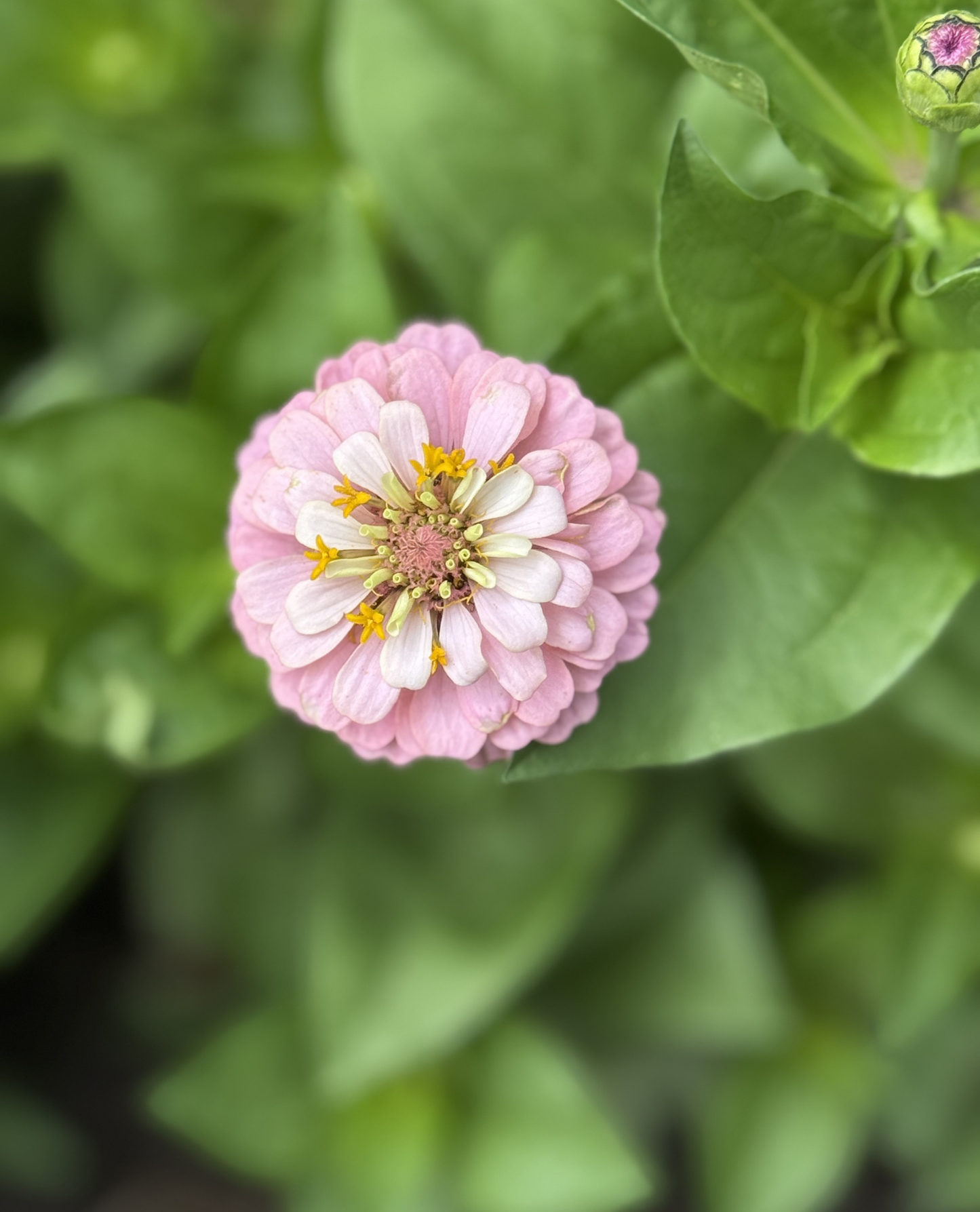 Zinnia