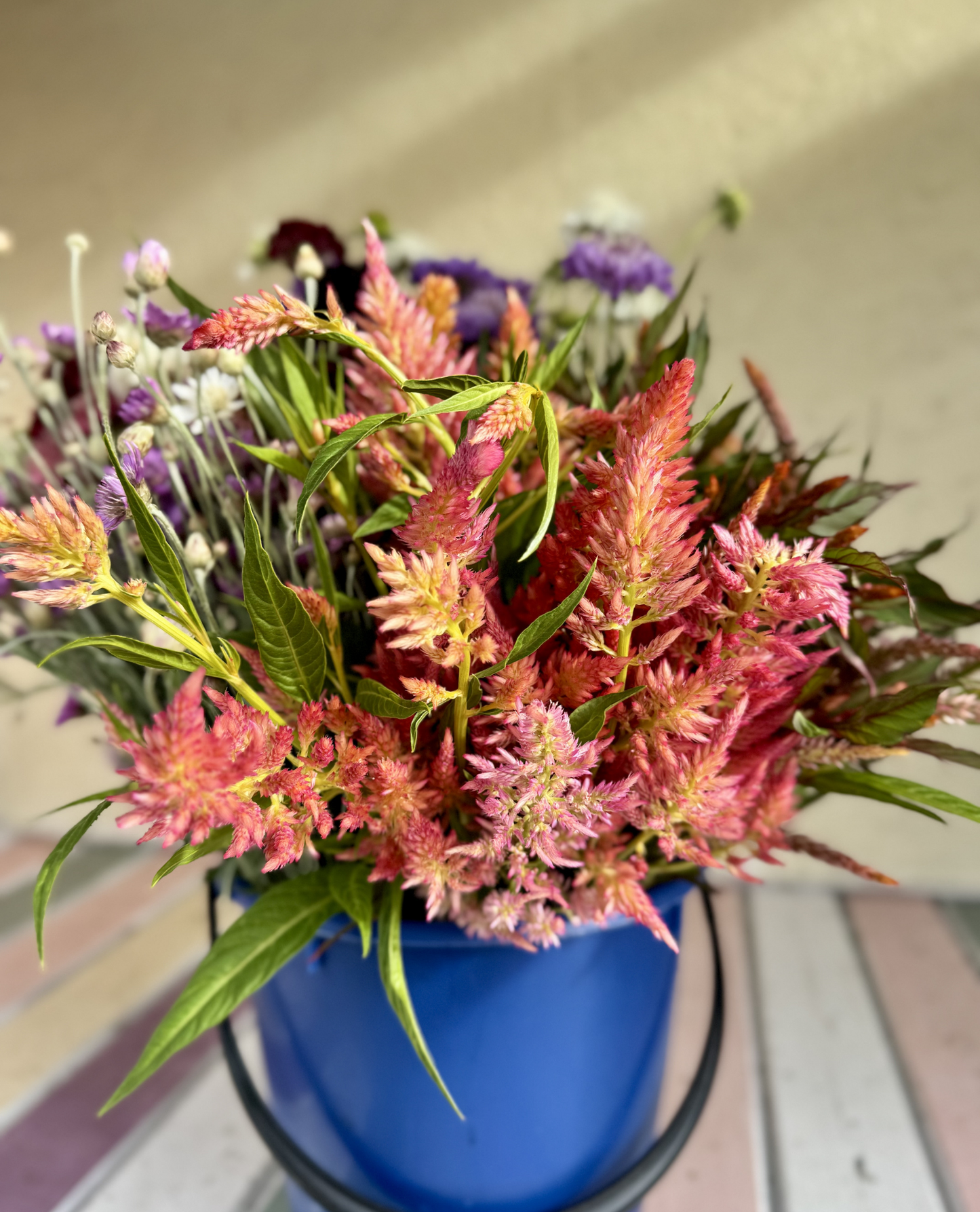 Floret Celosia (Rose Gold, Spun Sugar)