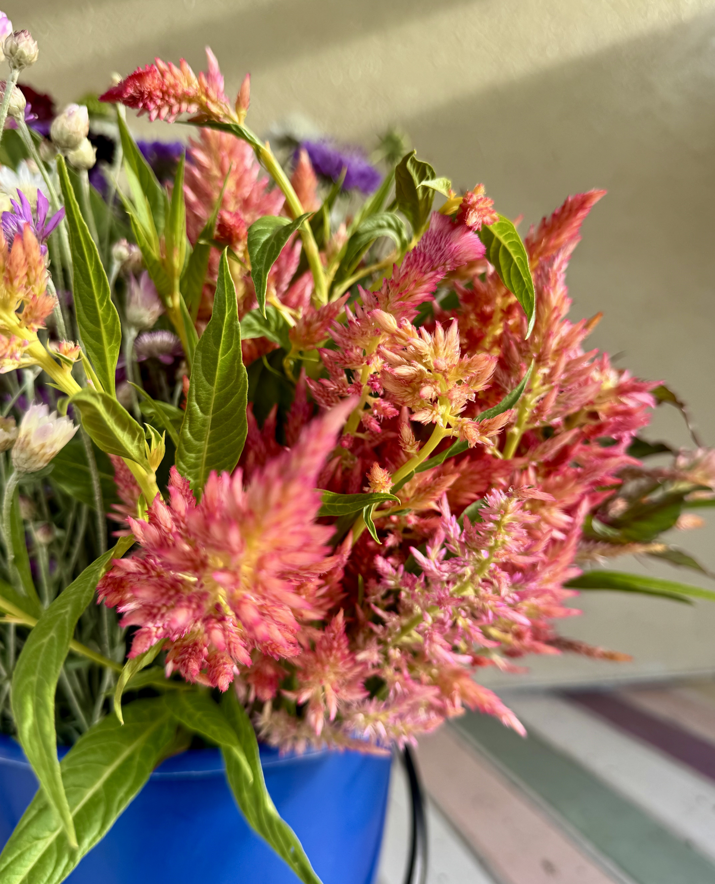Floret Celosia (Rose Gold, Spun Sugar)