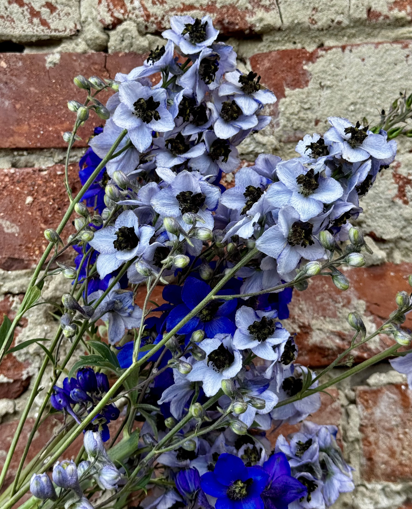 Delphinium