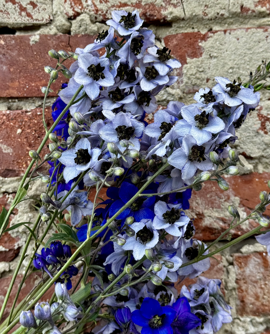 Delphinium