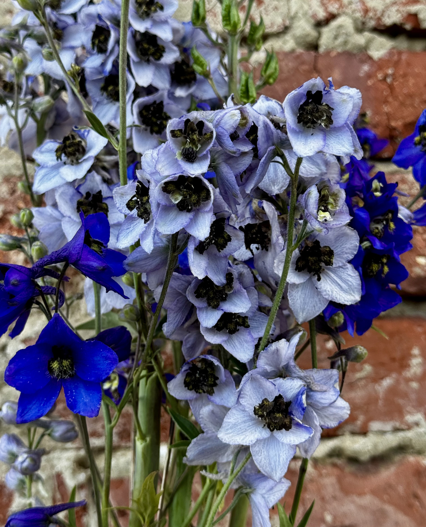 Delphinium