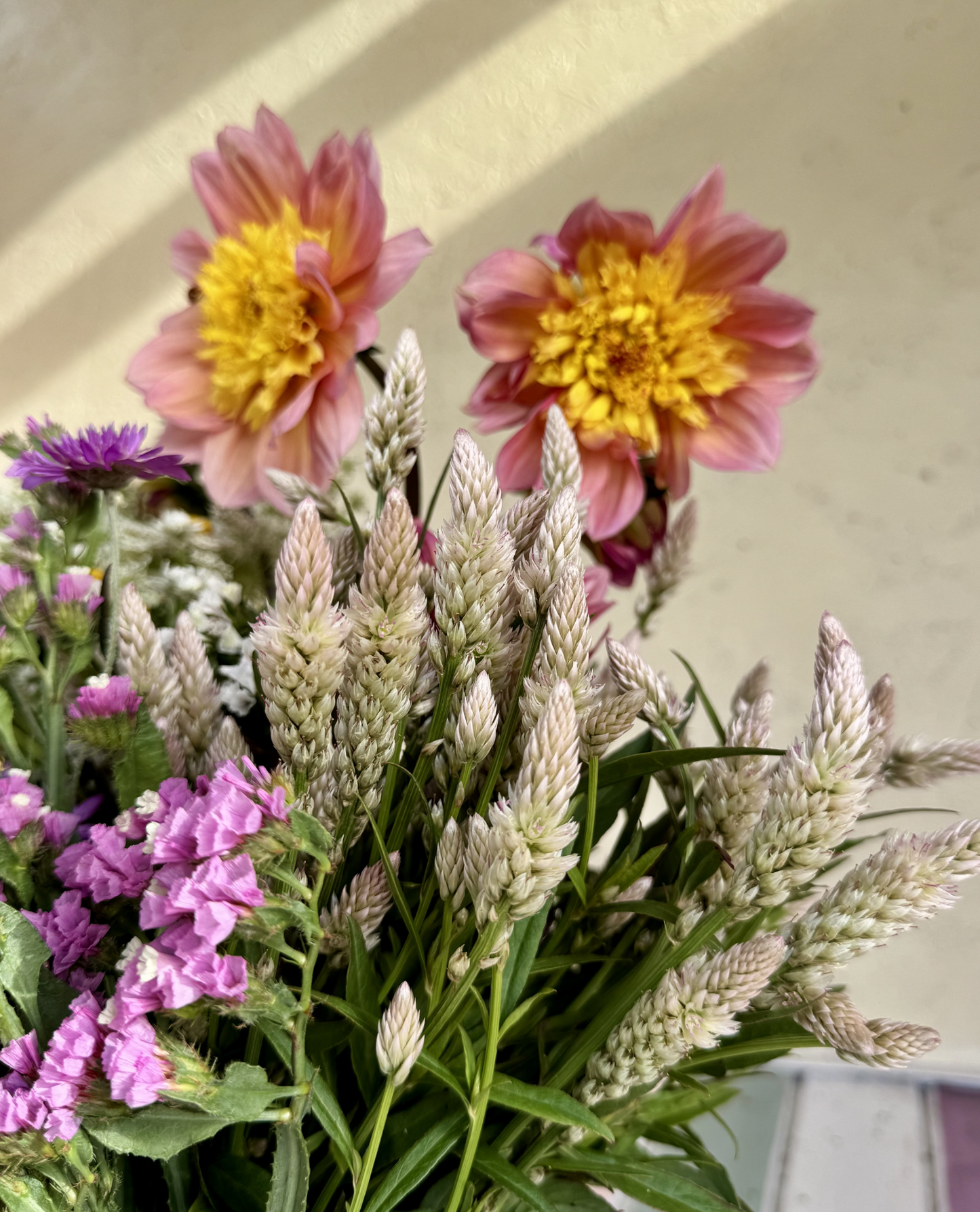 Kalászos celosia (Xantippe)
