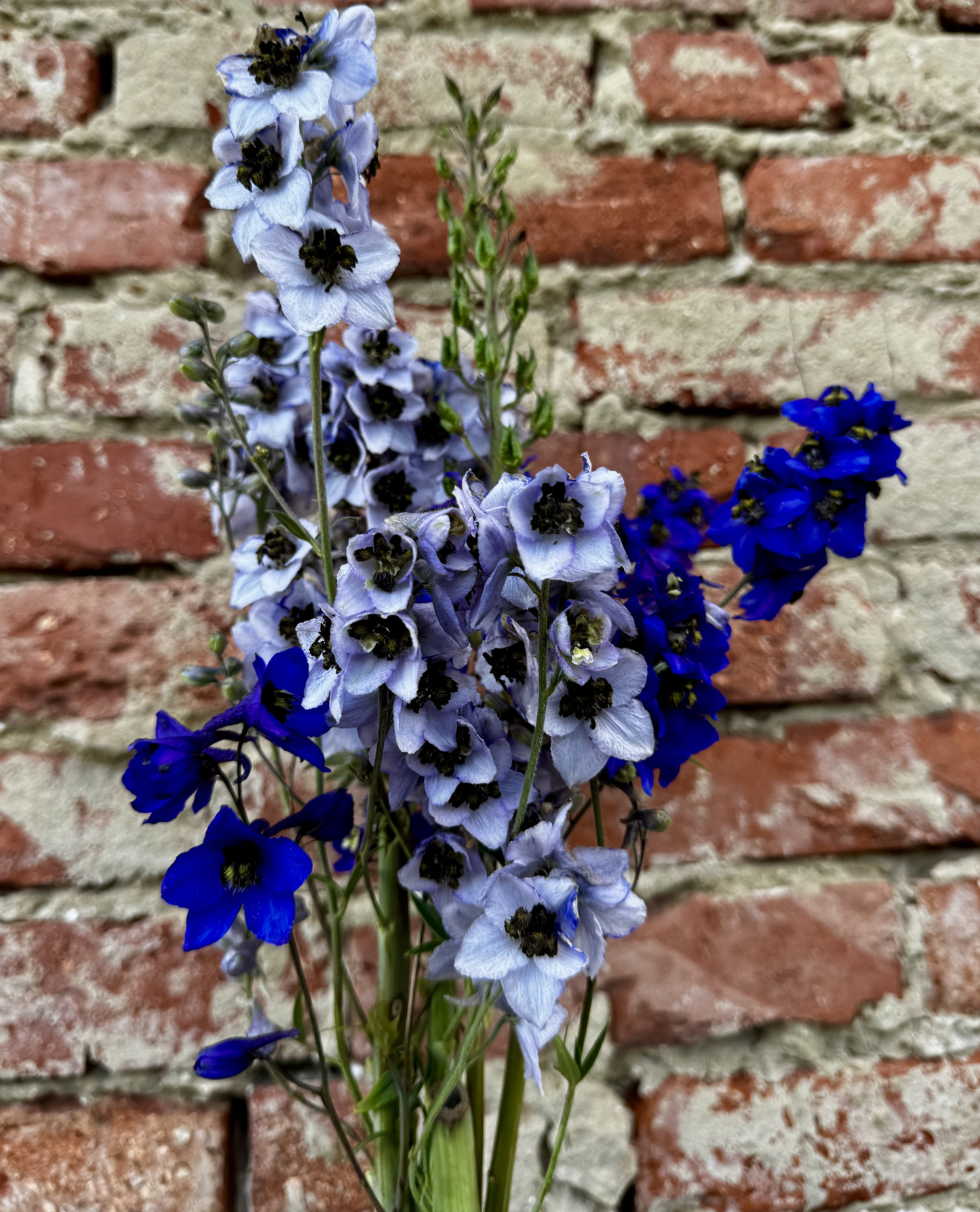 Delphinium