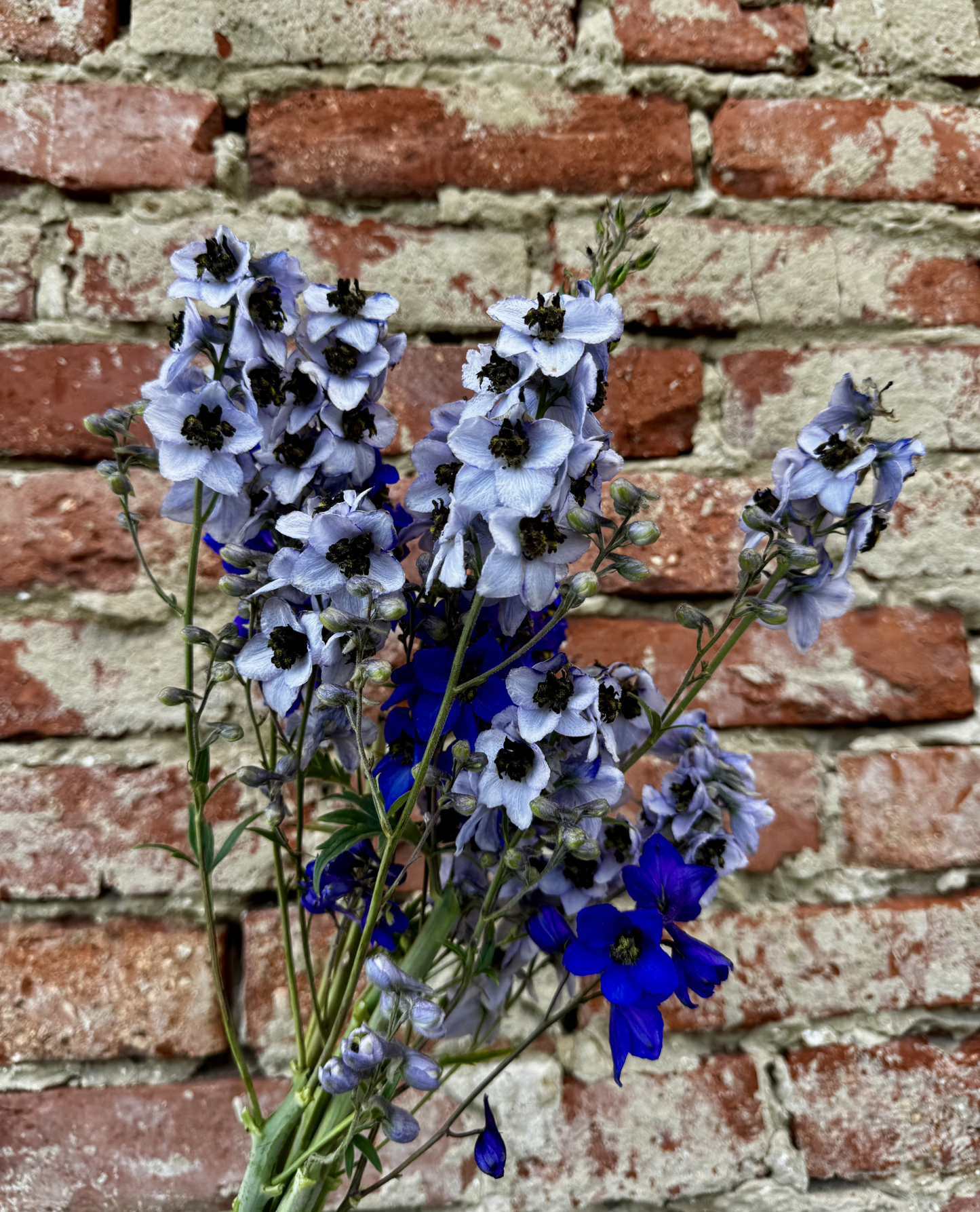 Delphinium
