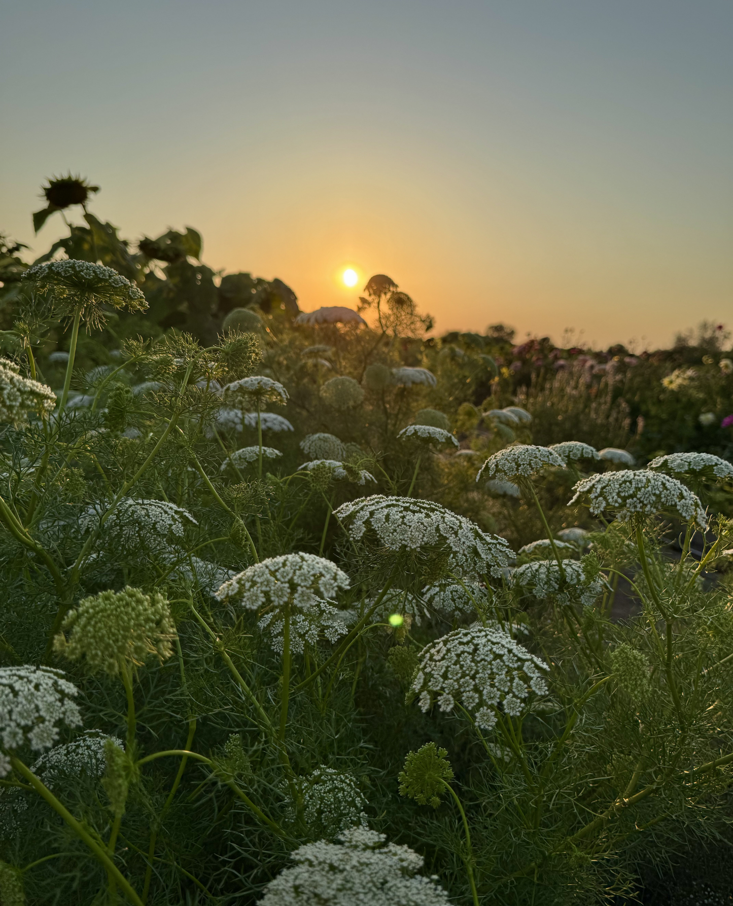 Ammi majus