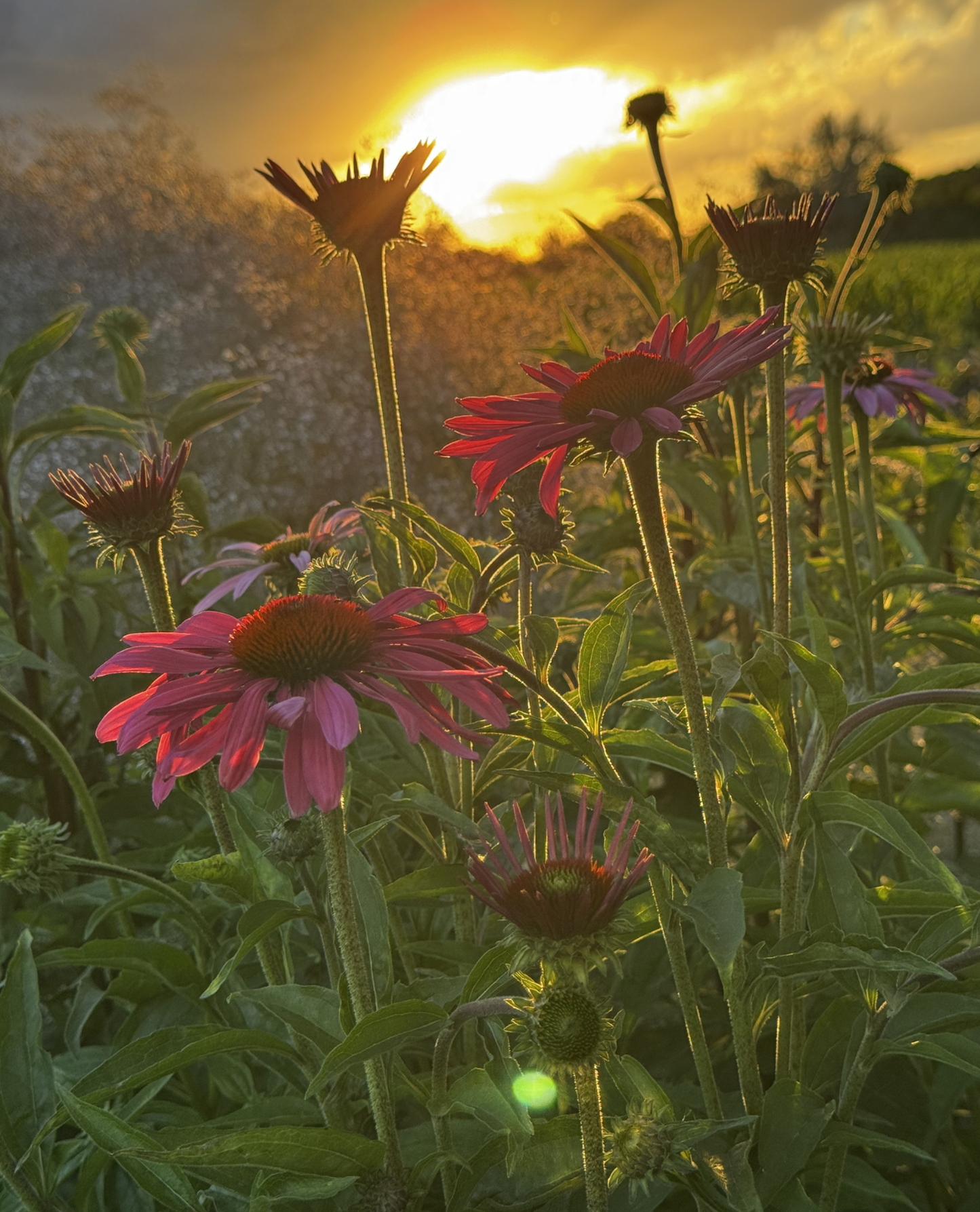 Kasvirág