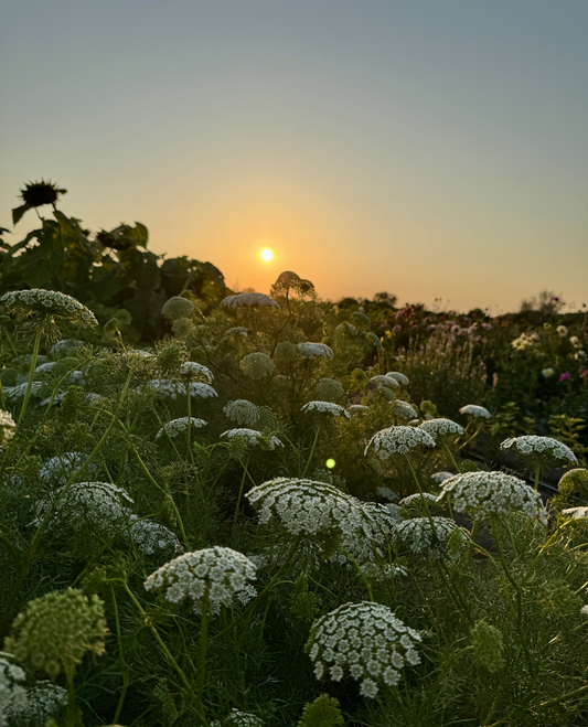 Ammi majus