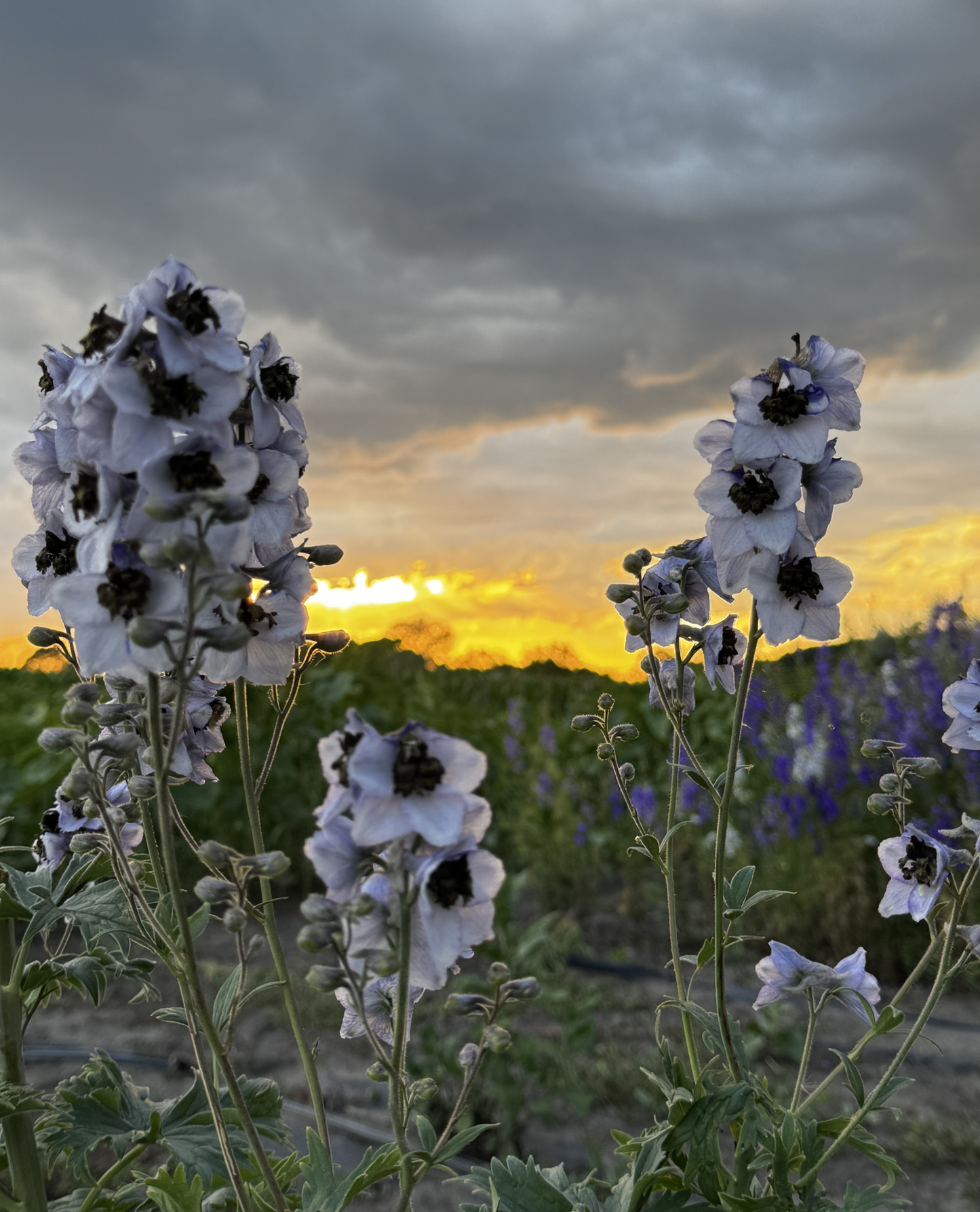 Delphinium