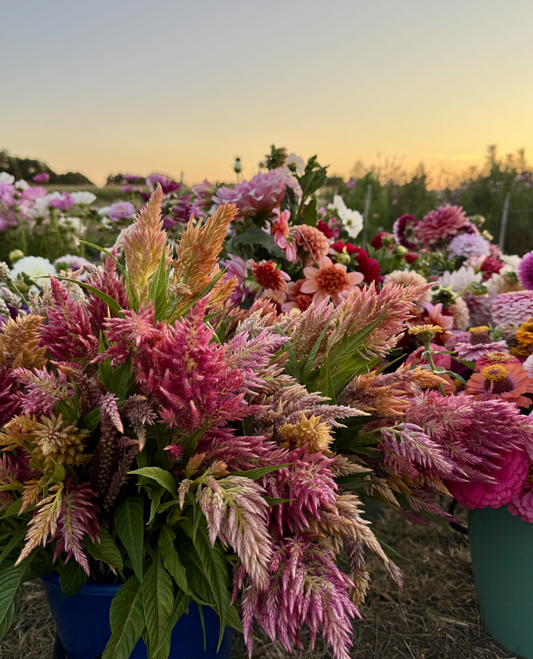 Floret Celosia (Rose Gold, Spun Sugar)