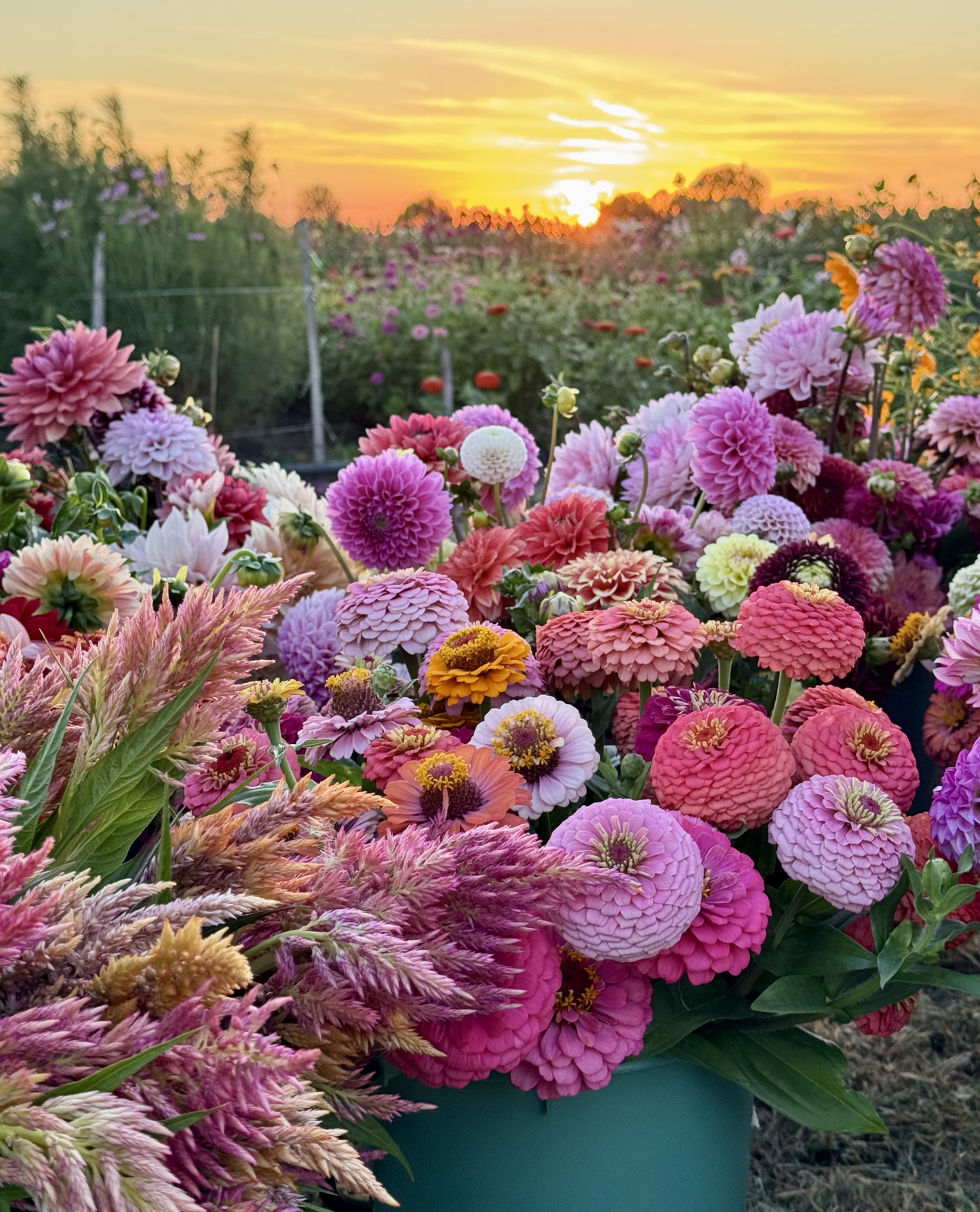 Zinnia