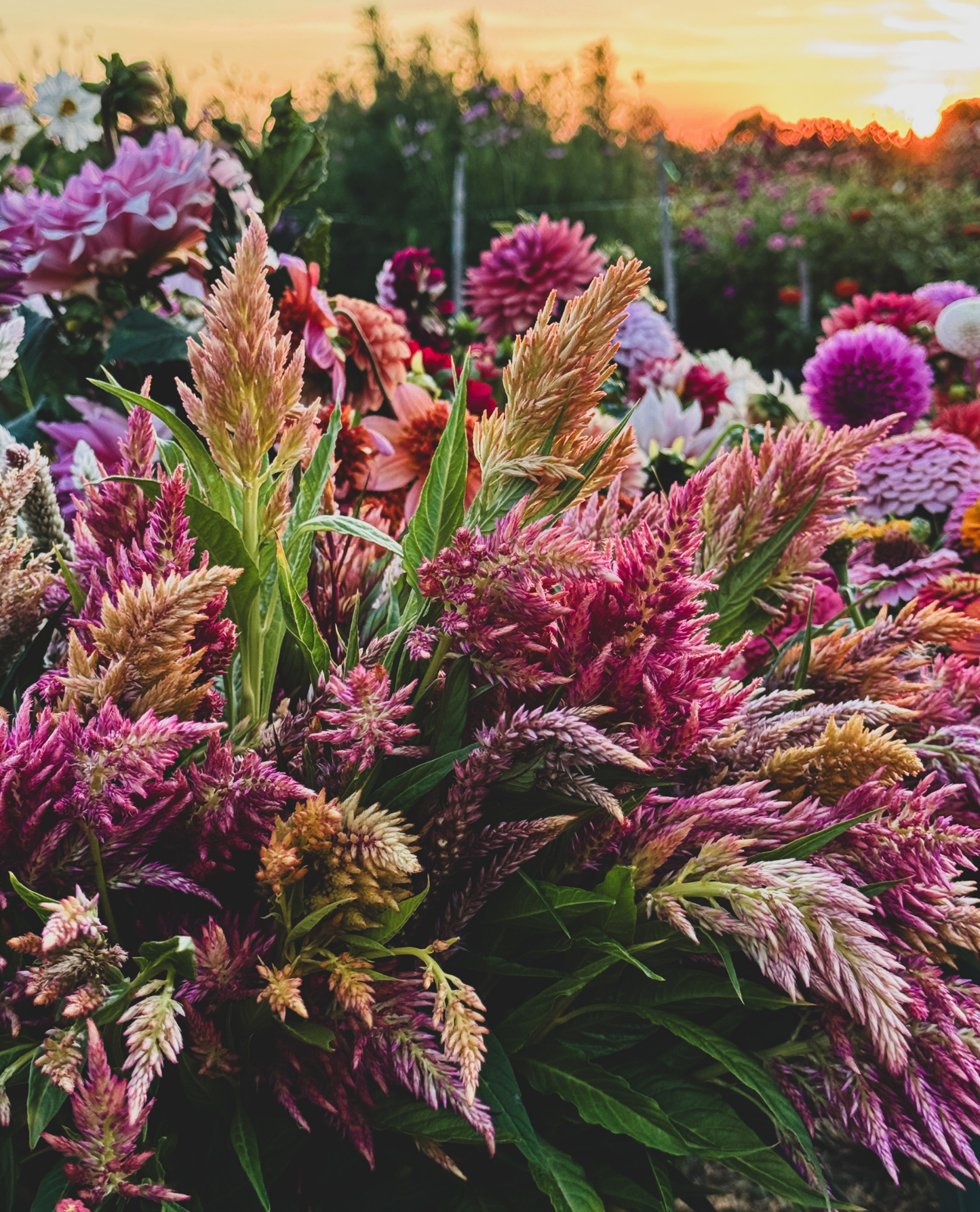 Floret Celosia (Rose Gold, Spun Sugar)