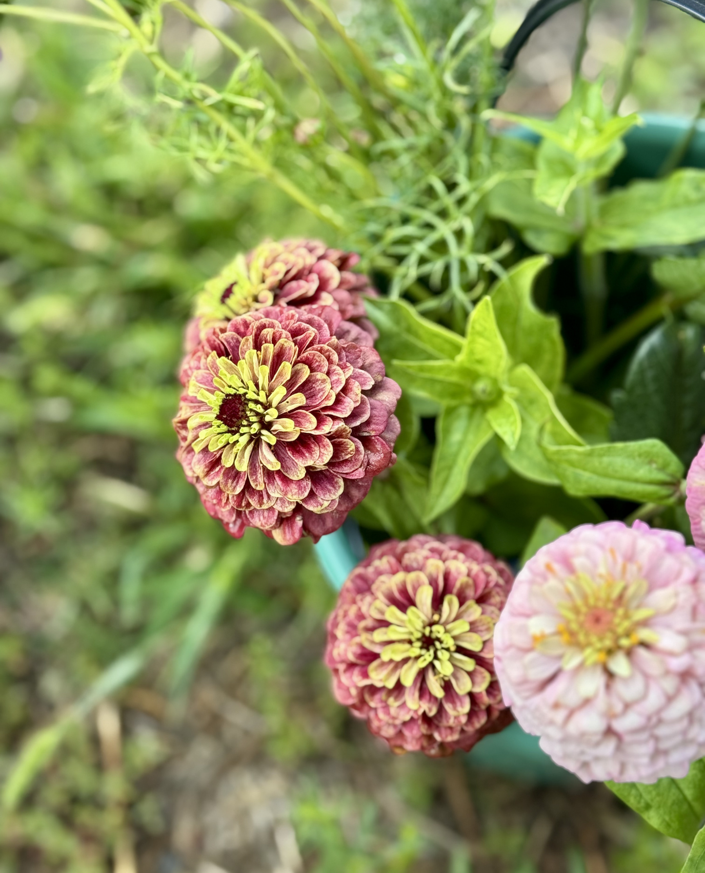 Zinnia