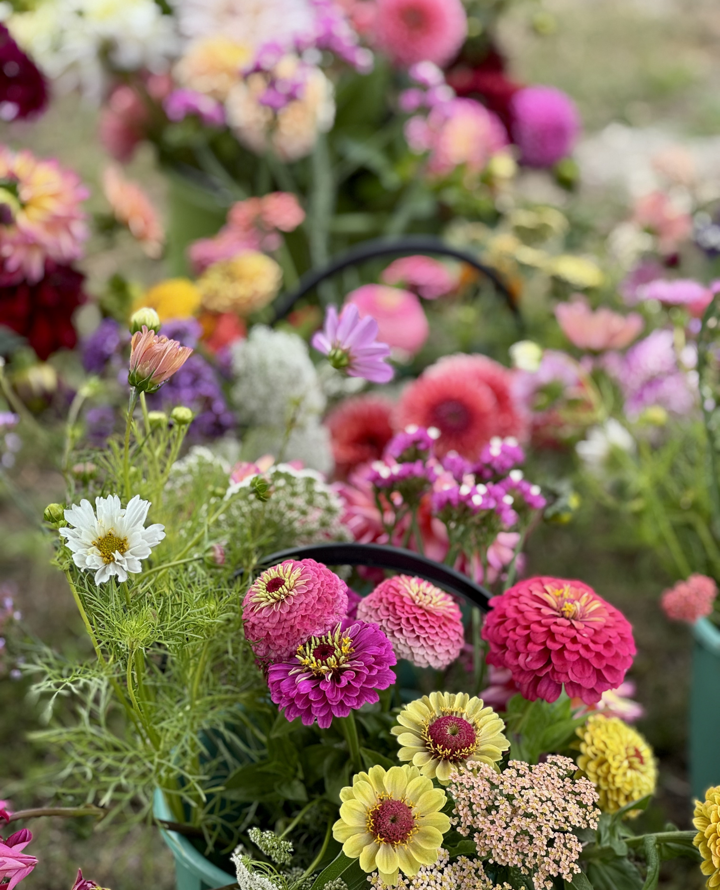 Zinnia