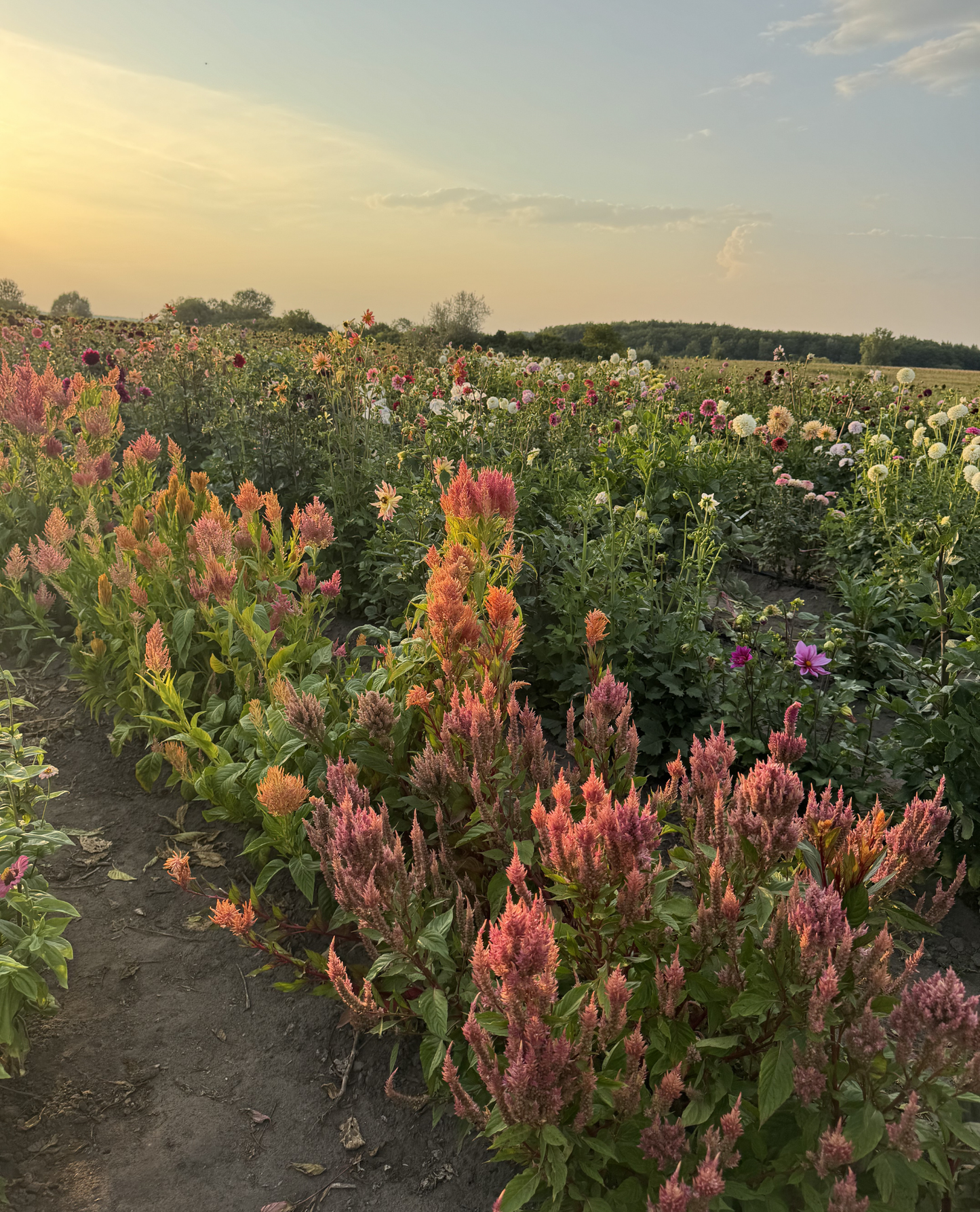 Floret Celosia (Rose Gold, Spun Sugar)