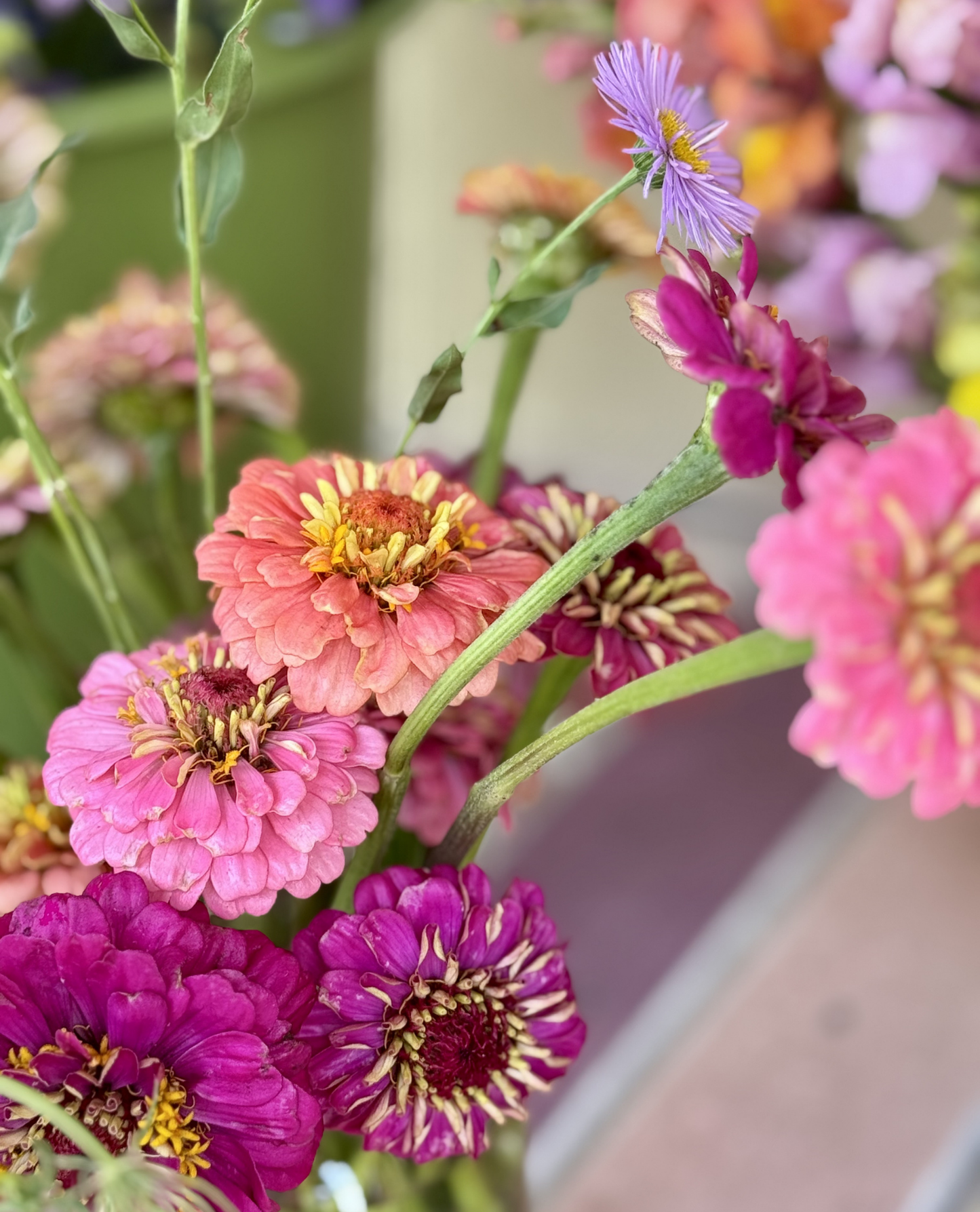 Zinnia